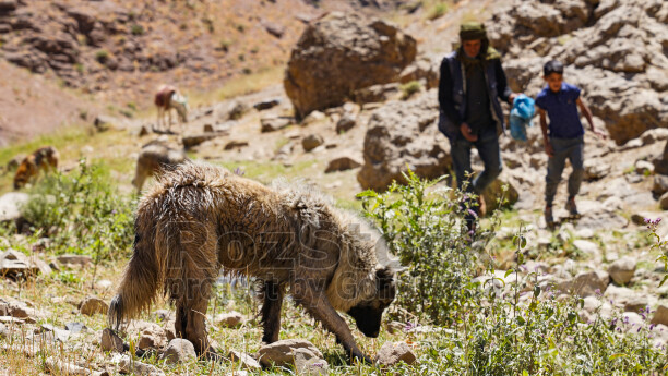 Hakkari yaylasında çoban köpeği, çobanlar, hayvancılık ve geleneksel yayla yaşamı