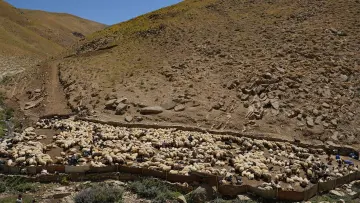 Hakkari yaylasında kalabalık koyun sürüsü, çobanlar ve geleneksel hayvancılık