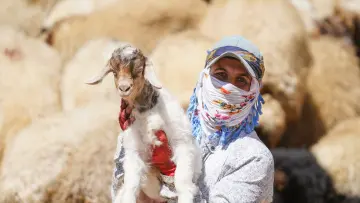 Hakkari yaylasında geleneksel kıyafetli kadın, keçi ve koyun sürüsü