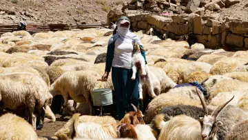 Hakkari yaylasında kadın, kuzu ve koyun sürüsü, geleneksel hayvancılık ve yayla yaşamı