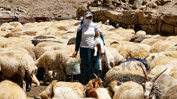 Hakkari yaylasında kadın, kuzu ve koyun sürüsü, geleneksel hayvancılık ve yayla yaşamı