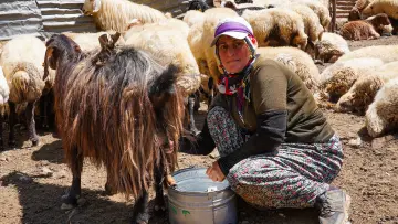 Hakkari yaylasında süt sağımı yapan kadın, koyun ve keçi sürüsü, geleneksel hayvancılık