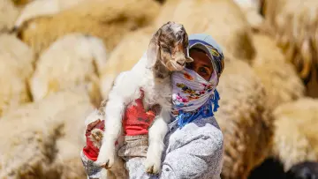 Hakkari yaylasında kadın ve keçi yavrusu, geleneksel hayvancılık ve yayla yaşamı