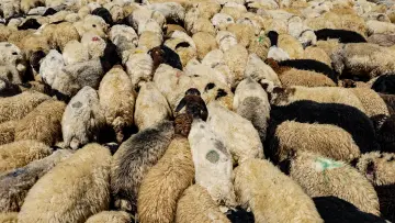 Hakkari yaylasında kalabalık koyun sürüsü ve geleneksel hayvancılık