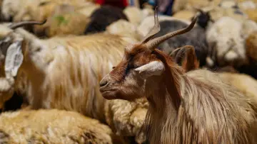 Hakkari yaylasında keçi sürüsü, boynuzlu keçi, geleneksel hayvancılık ve yayla yaşamı