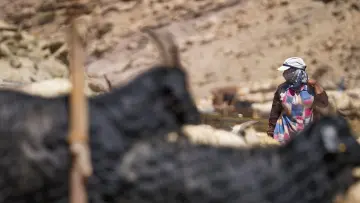 Hakkari yaylasında keçi sürüsü arasında süt sağımı ve geleneksel hayvancılık