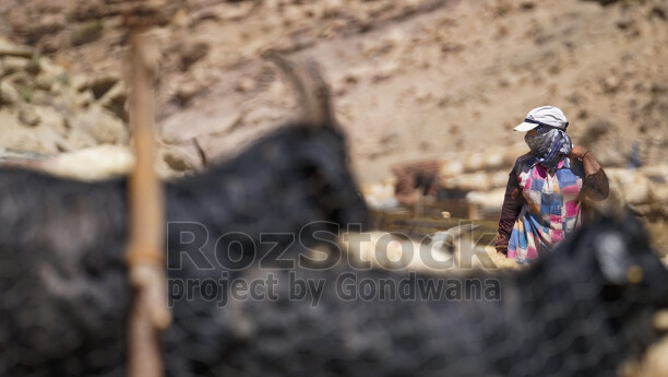 Hakkari yaylasında keçi sürüsü arasında süt sağımı ve geleneksel hayvancılık