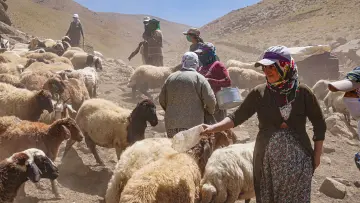 Hakkari yaylasında koyun ve keçi sürüsü, geleneksel hayvancılık ve yayla yaşamı