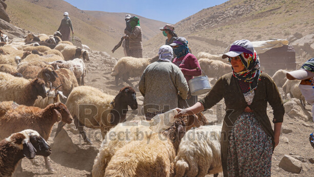 Hakkari yaylasında koyun ve keçi sürüsü, geleneksel hayvancılık ve yayla yaşamı