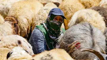 Hakkari yaylasında kadın, koyun ve keçi sürüsü, geleneksel hayvancılık ve yayla yaşamı