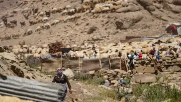 Hakkari yaylasında koyun sürüsü, kadın, geleneksel hayvancılık ve yayla yaşamı