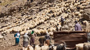 Hakkari yaylasında koyun ve keçi sürüsü, çobanlar ve geleneksel hayvancılık yaşamı