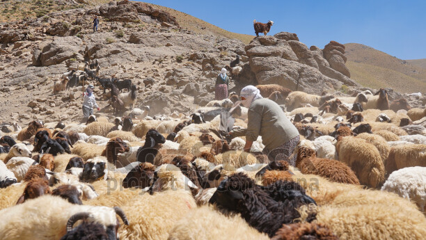 Hakkari yaylasında koyun ve keçi sürüsü, çobanlar ve geleneksel yayla hayvancılığı