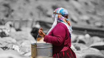 Hakkari yaylasında koyunlar arasında süt sağımı, geleneksel hayvancılık ve kırsal yaşam