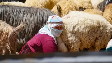 Hakkari yaylasında süt sağımı yapan kadın, koyun sürüsü ve geleneksel hayvancılık
