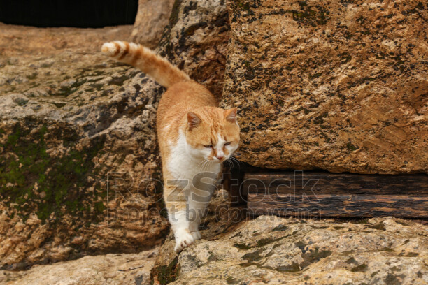 Hilar Mağaraları, kayalık alanda kedi, tarihi kaya yapıları