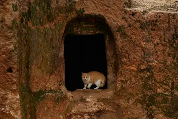 Hilar Mağaraları, kaya açıklığında kedi, tarihi kaya yapıları