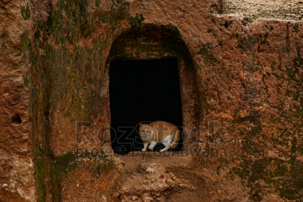Hilar Mağaraları, kaya açıklığında kedi, tarihi kaya yapıları