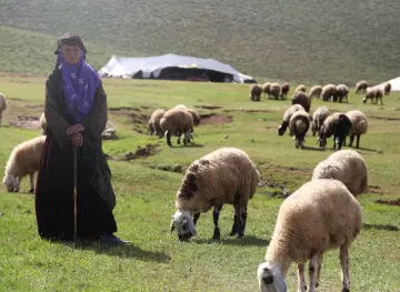 Karacadağ'da Siverek yerel puşisi ile koyun güden elinde bastonu olan yaşlı çoban kadının asaletli duruşu.