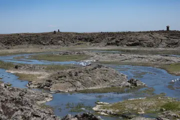 Kazlar Sulak Alanda Toplu Yüzerken Çeşitli Fotoğrafları