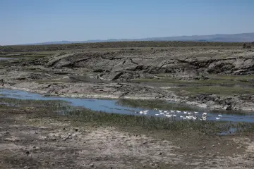 Kazlar Sulak Alanda Toplu Yüzerken Çeşitli Fotoğrafları