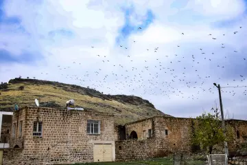 Mardin Savur Dereiçi kuş sürüsü, taş evler ve dağ manzarası