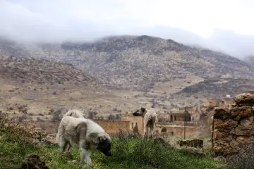 Mardin Savur Dereiçi köpekler, yeşil alan ve dağlık çevre