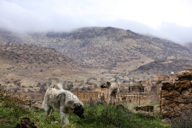 Mardin Savur Dereiçi köpekler, yeşil alan ve dağlık çevre