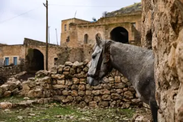 Mardin Savur gri at, tarihi taş evler ve kırsal yaşam