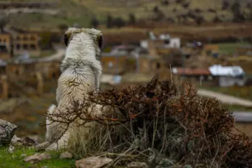 Mardin Savur beyaz köpek, taş evler ve kırsal manzara