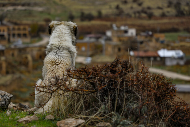 Mardin Savur beyaz köpek, taş evler ve kırsal manzara