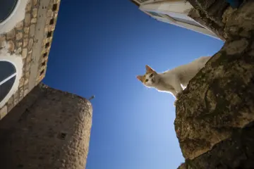 Mor Dimet Kilisesi avlusunda taş duvar üzerindeki beyaz kedi