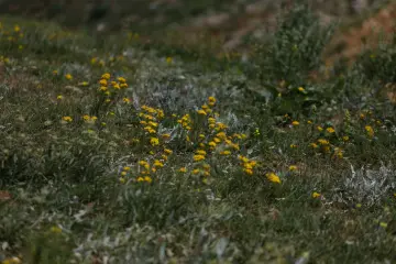 Dersim Buyer Dağı'nda sarı kır çiçekleri ve dağ florası