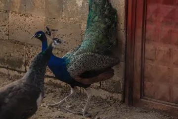 Şengal (Sincar), Özellikle 2014 yılında yaşanan IŞİD trajedisi, Êzîdî toplumu için yalnızca coğrafi bir bölge değil, tarih boyunca inançlarını korudukları, fermanlara karşı direndikleri ve en kutsal değerlerini barındırdıkları manevi bir kaledir.