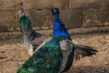 Şengal (Sincar), Özellikle 2014 yılında yaşanan IŞİD trajedisi, Êzîdî toplumu için yalnızca coğrafi bir bölge değil, tarih boyunca inançlarını korudukları, fermanlara karşı direndikleri ve en kutsal değerlerini barındırdıkları manevi bir kaledir.