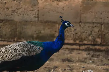Şengal (Sincar), Özellikle 2014 yılında yaşanan IŞİD trajedisi, Êzîdî toplumu için yalnızca coğrafi bir bölge değil, tarih boyunca inançlarını korudukları, fermanlara karşı direndikleri ve en kutsal değerlerini barındırdıkları manevi bir kaledir.