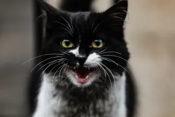 Siyah beyaz kedi, sarı gözlü kedi, kedi portresi, evcil hayvan, yakın plan