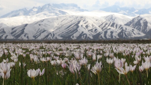 Yüksekova, Cilo Dağları, Hakkâri, çiçekler, karlı dağlar, bahar manzarası
