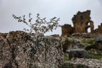 Zerzevan Kalesi, taş kalıntılar, yabani bitki ve tarihi yapı